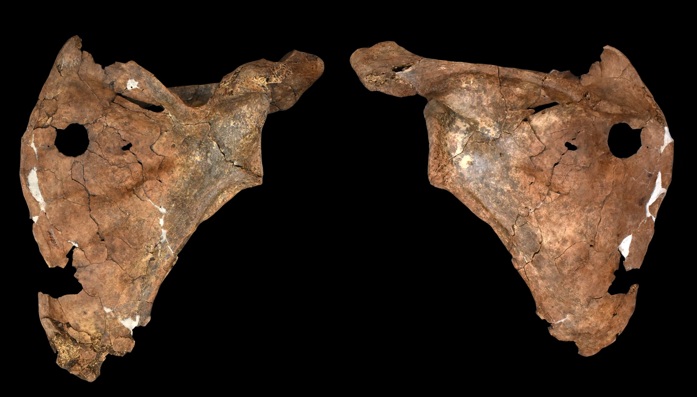 El neandertal que murió atravesado por una lanza hace 75.000 años y que muestra cómo cuidaban de sus heridos y sus muertos